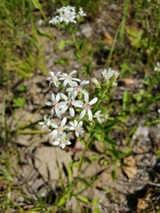 Sericocarpus asteroides