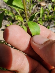 Sericocarpus asteroides