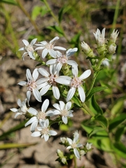 Sericocarpus asteroides