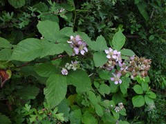 Rubus rhombifolius