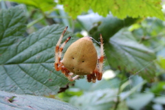 Araneus tartaricus