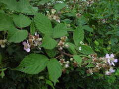 Rubus rhombifolius