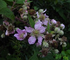 Rubus rhombifolius