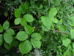 Rubus rhombifolius