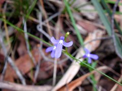 Lobelia dentata