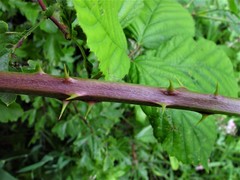 Rubus rhombifolius