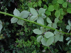 Rubus rhombifolius