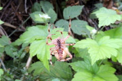 Araneus tartaricus