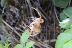 Araneus tartaricus