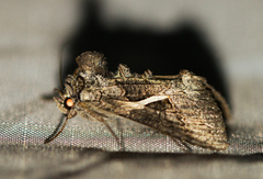 Vittaplusia vittata