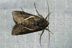 Vittaplusia vittata