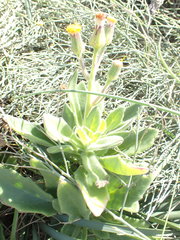 Gynura drymophila