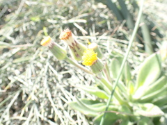 Gynura drymophila
