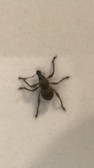 Metapocyrtus adspersus