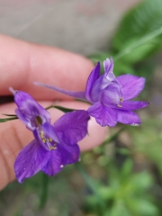 Delphinium consolida
