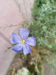 Linum