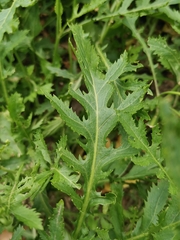Rorippa amphibia