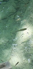 Squalius cephalus