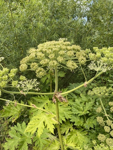 Giant Hogweed