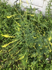 Melilotus officinalis