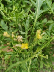 Rorippa amphibia
