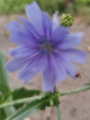 Cichorium intybus