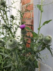 Cirsium vulgare