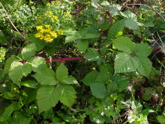 Rubus latifolius