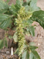 Amaranthus retroflexus