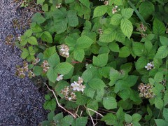 Rubus latifolius