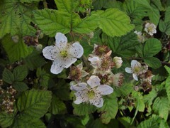 Rubus latifolius