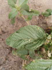 Amaranthus retroflexus