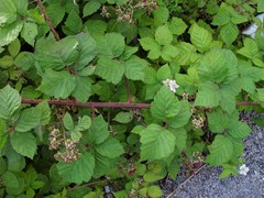 Rubus latifolius