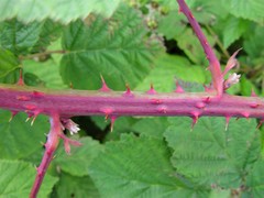 Rubus latifolius
