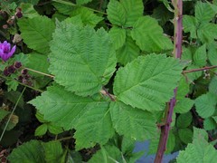 Rubus latifolius