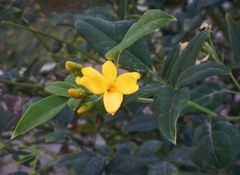 Chrysojasminum humile