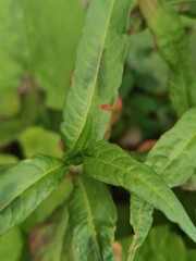 Persicaria