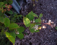 Rubus dasyphyllus
