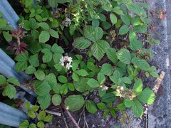 Rubus dasyphyllus