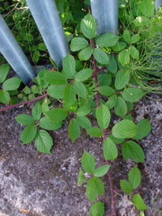 Rubus dasyphyllus
