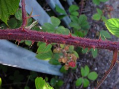 Rubus dasyphyllus