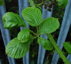 Rubus polyanthemus