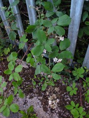 Rubus polyanthemus
