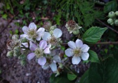 Rubus polyanthemus