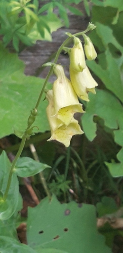 náprstník veľkokvetý (Digitalis grandiflora)