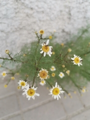 Tripleurospermum inodorum