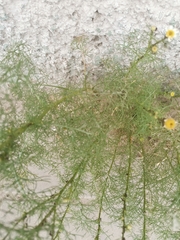 Tripleurospermum inodorum