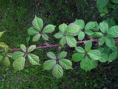 Rubus rubritinctus