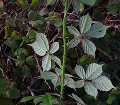 Rubus rubritinctus