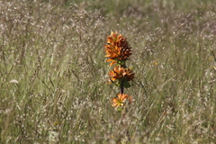 Gentiana lutea aurantiaca